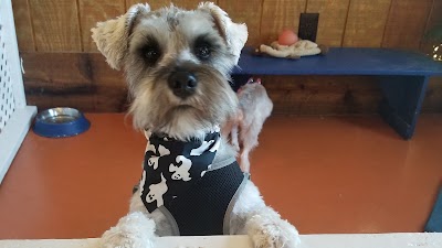 Lucky Dawg Pet Grooming, photographed by a Google contributor